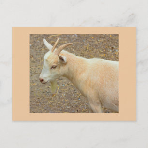 Ziegen-Foto-Postkarte Postkarte