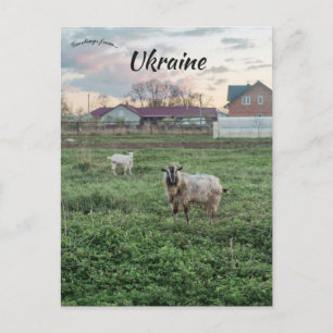 Ziegen in Kropyvnyk Ukraine Postkarte