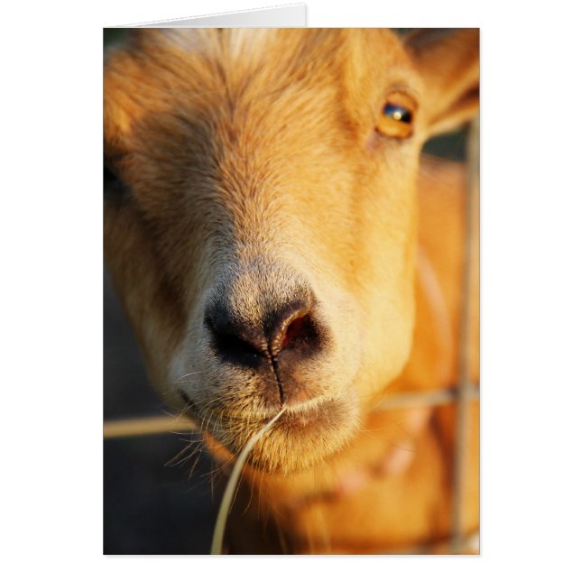 Ziegen-Küsse (Vorne)