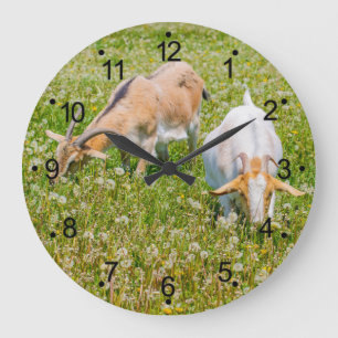 Ziegen Landtiere große Uhr
