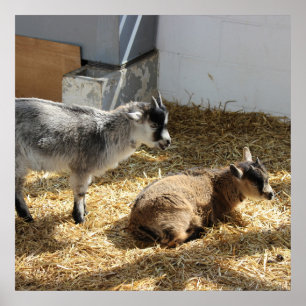 Ziegen Sonnenbaden Poster