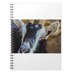Ziegen und Ziegen (67) Notizblock