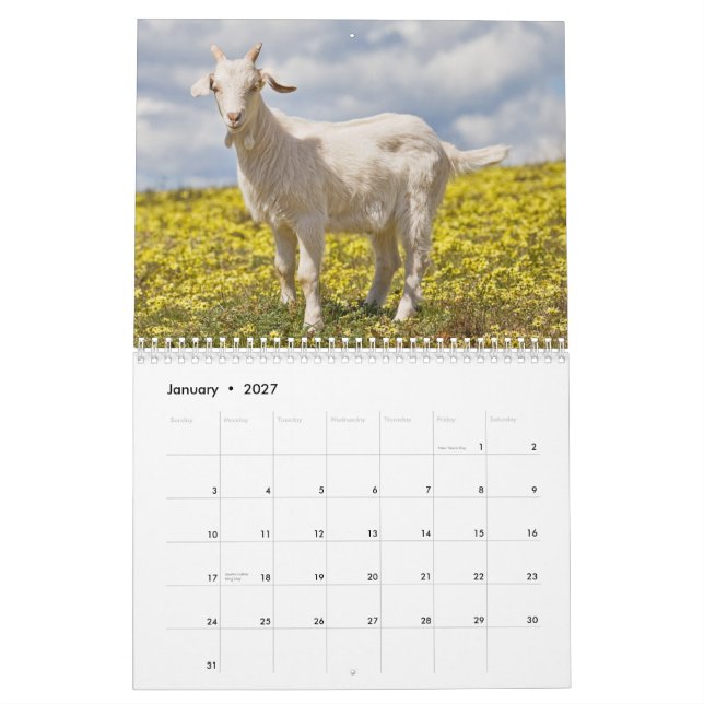 Ziegen-Wandkalender Kalender (Jan 2027)
