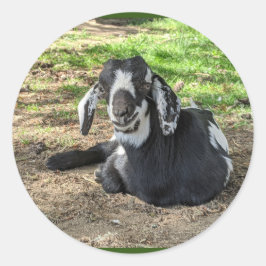 Ziegenaufkleber Set 6 Runder Aufkleber