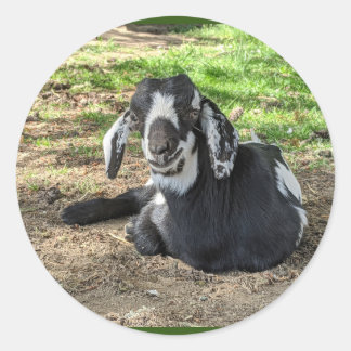 Ziegenaufkleber Set 6 Runder Aufkleber