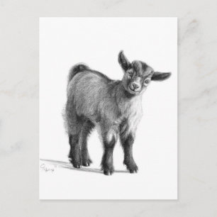 Ziegenbaby G097 Postkarte