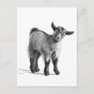 Ziegenbaby G097 Postkarte