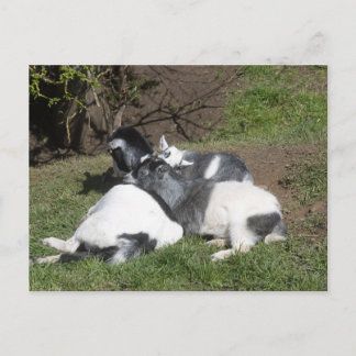 Ziegenbabys genießen die Sonne Postkarte