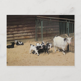 Ziegenfamilie Postkarte