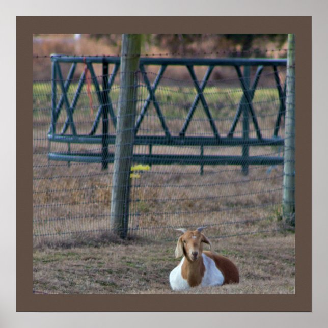 ZiegenFoto Poster (Vorne)