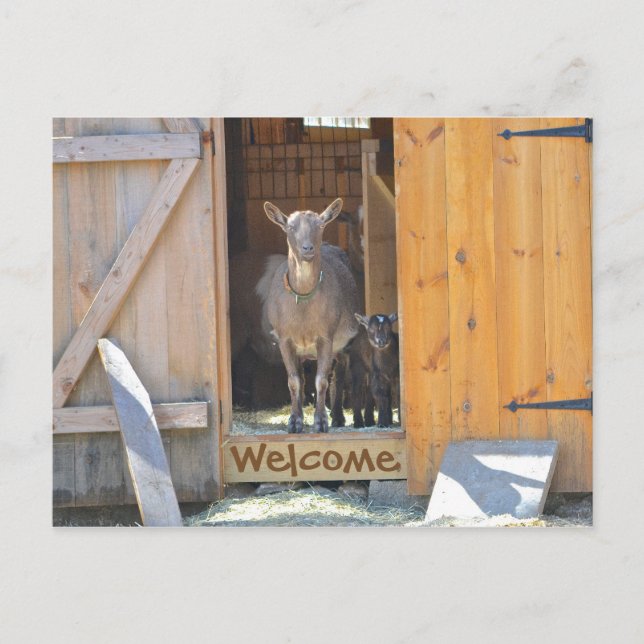 Ziegenkarte Postkarte (Vorderseite)