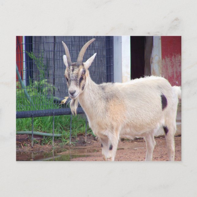 Ziegenkarte Postkarte (Vorderseite)