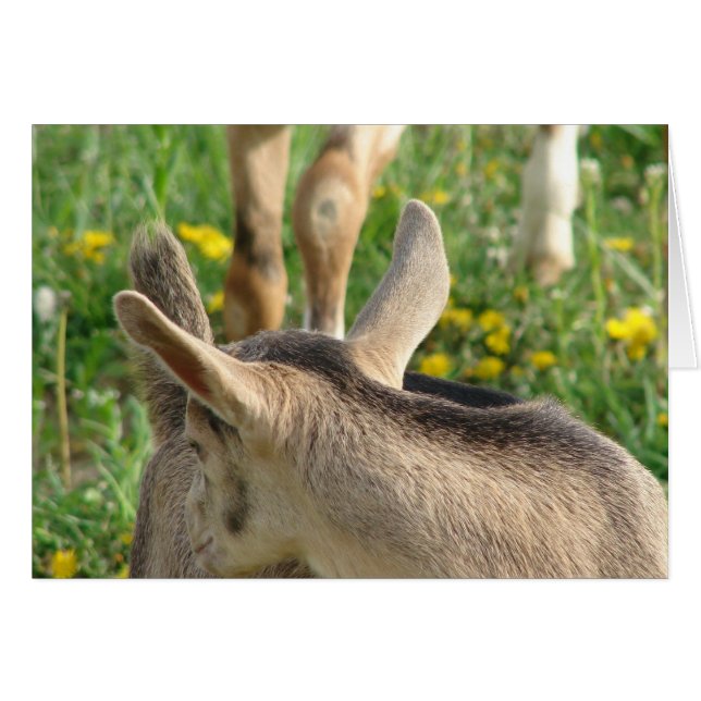 Ziegenkid (Vorderseite (Horizontal))