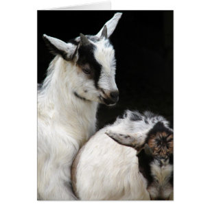 Ziegenkinder