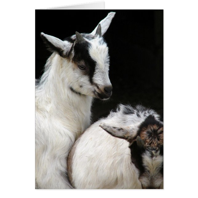 Ziegenkinder (Vorne)