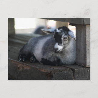 ZiegenPostkarte Postkarte