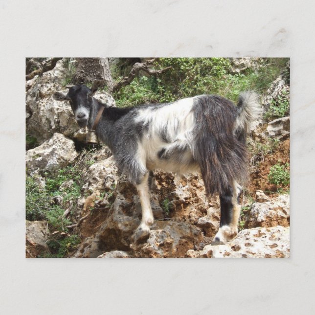 ZiegenPostkarte Postkarte (Vorderseite)