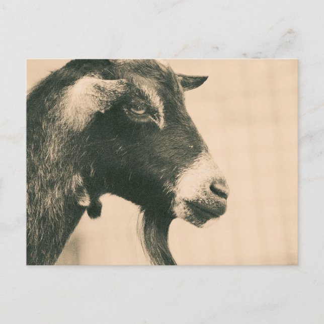 Ziegenprofil Postkarte (Vorderseite)