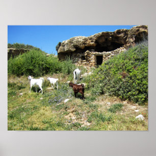 Ziegenrückstand Poster