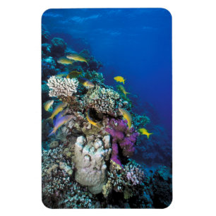 Ziegenschwarm rund um kleine Korallen Magnet