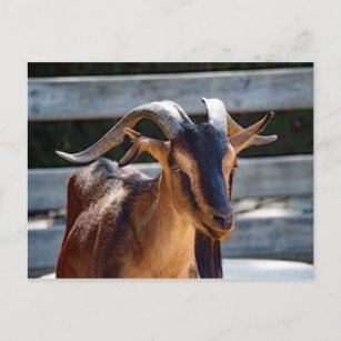 Ziegenschwarz Brawn Horns Tierisches Foto Postkarte