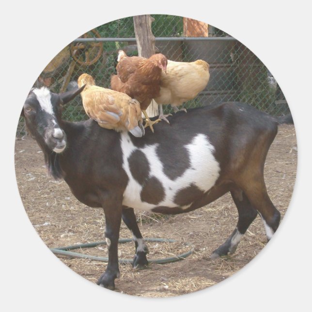 Ziegentaxi Runder Aufkleber (Vorderseite)