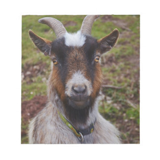 Zieht nah. notizblock