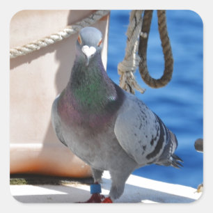 Zieltaube Quadratischer Aufkleber