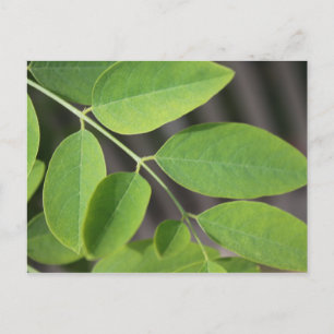 Ziemlich frische grüne Sommereschenblätter. Postkarte