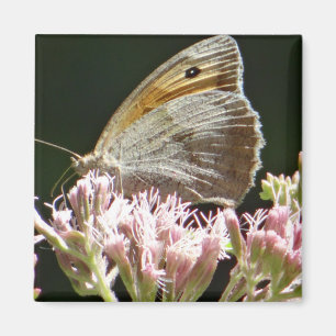 Ziemlich großer Schmetterling Magnet