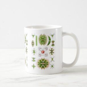 Zieralgen Tasse
