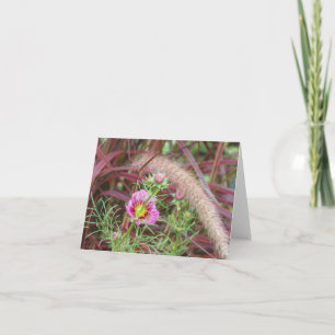 Zierfalle Grass und rosa Kosmos Karte