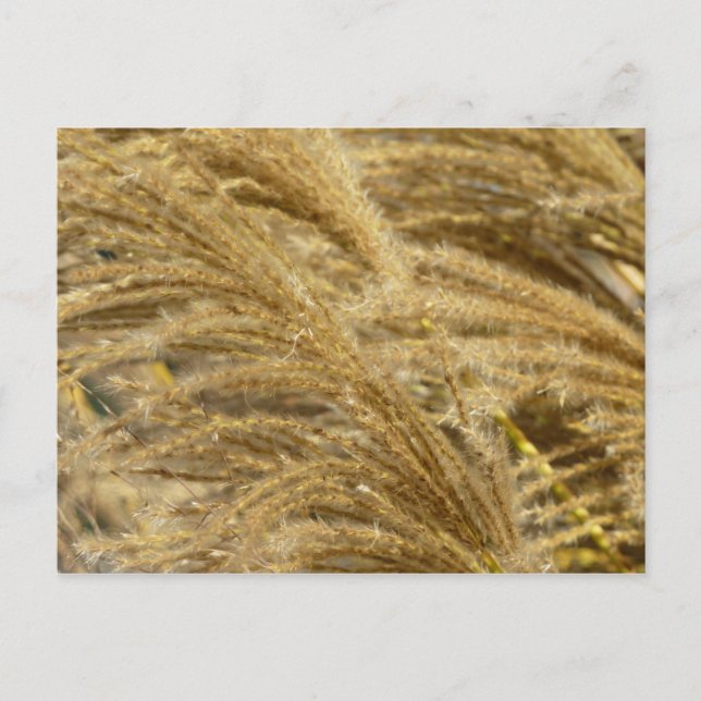 Ziergräser im Herbst Postkarte (Vorderseite)