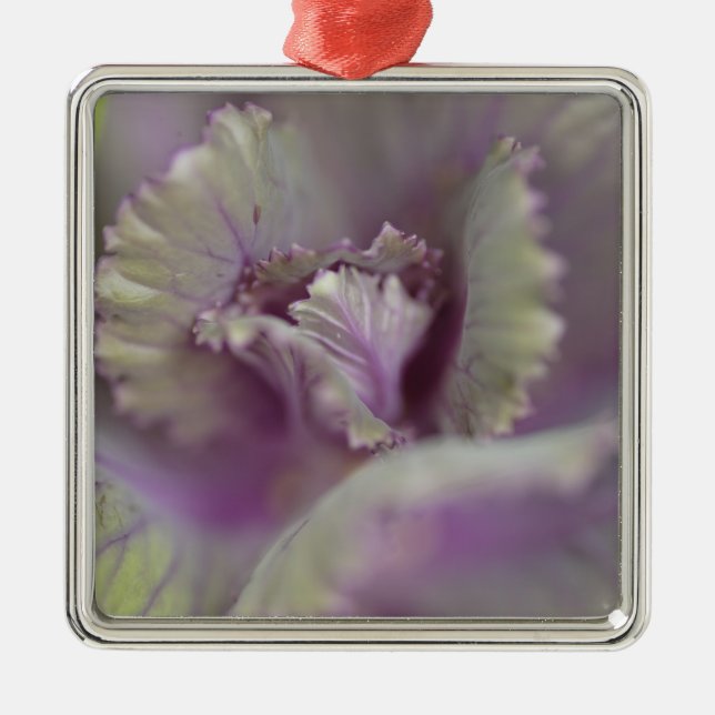 Zierkohl Silbernes Ornament (Vorne)