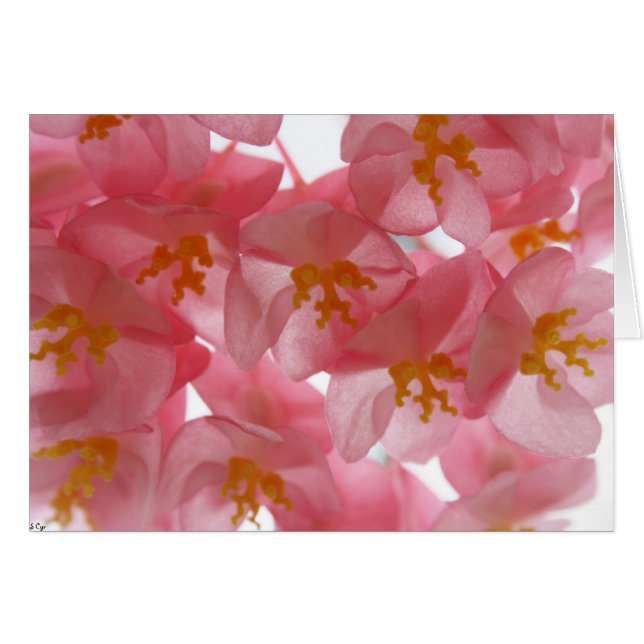 Zierlich (Vorderseite (Horizontal))