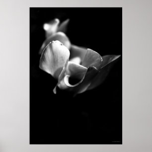 zierlich poster