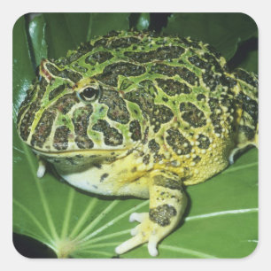 Zierliche Hornfrosch, (Ceratophrys ornata), Quadratischer Aufkleber