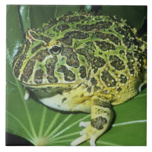 Zierteufelsfrosch, (Ceratophrys ornata), Fliese