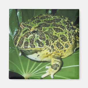 Zierteufelsfrosch, (Ceratophrys ornata), Magnet