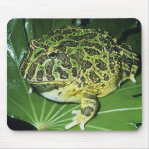 Zierteufelsfrosch, (Ceratophrys ornata), Mousepad