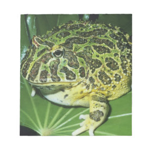 Zierteufelsfrosch, (Ceratophrys ornata), Notizblock