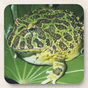 Zierteufelsfrosch, (Ceratophrys ornata), Untersetzer