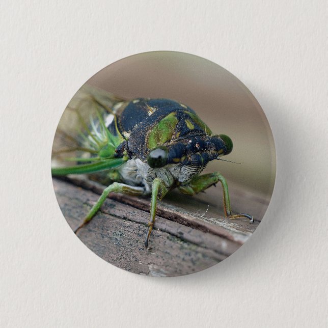 Zikade Button (Vorderseite)