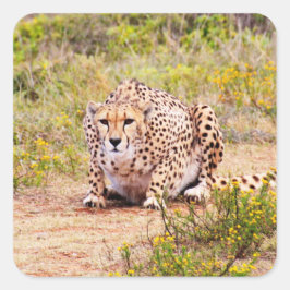 Zimbabwe cheetah Safari auf Display Stickers