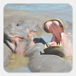 Zimbabwe Hippo's Safari auf Display Quadratischer Aufkleber