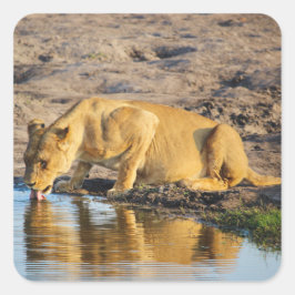 Zimbabwe Lioness Safari auf Display Stickers