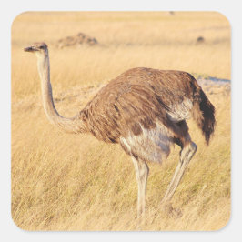 Zimbabwe Ostrich Safari auf Display Stickers