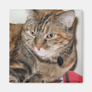 Zimt die Katze Magnet