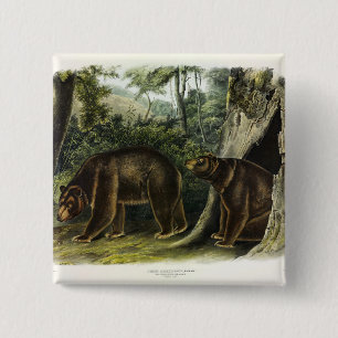 Zimtbär aus Audubons Quadrupeds Button