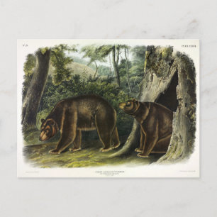 Zimtbär aus Audubons Quadrupeds Postkarte